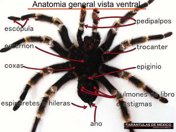 Cuantas patas tienen las arañas